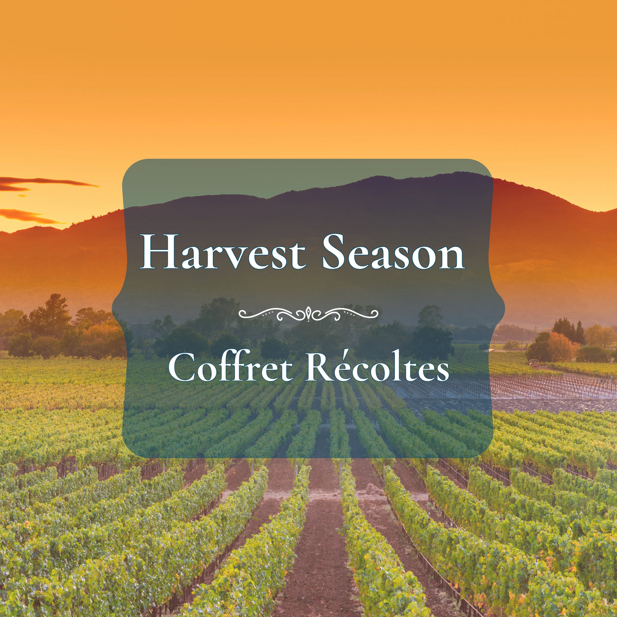 A scenic vineyard landscape at sunset with rows of grapevines leading toward dark mountains under a warm orange sky. A large semi-transparent dark teal label overlay in the center reads 'Harvest Season' and 'Coffret Récoltes' in white text.